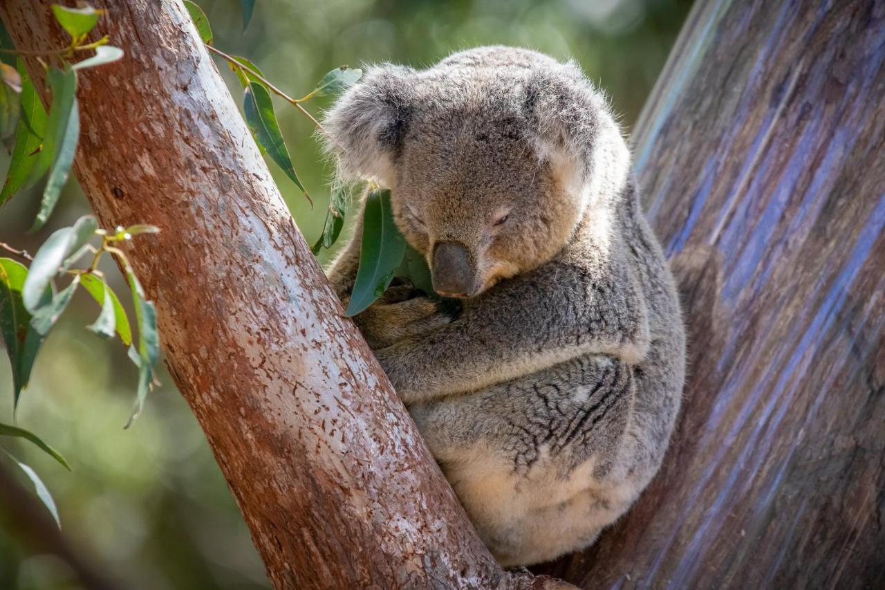 Port Stephens Koala Sanctuary Hotel One Mile ภายนอก รูปภาพ