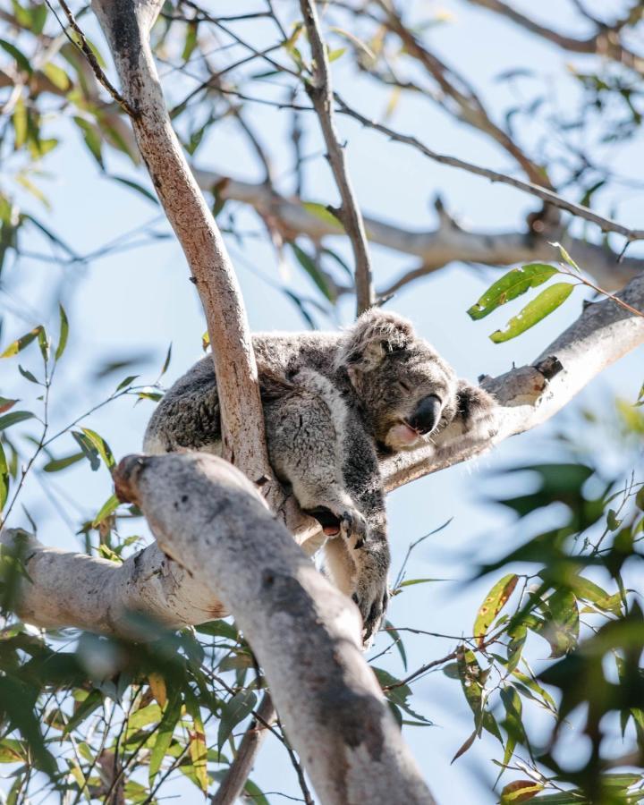 Port Stephens Koala Sanctuary Hotel One Mile ภายนอก รูปภาพ