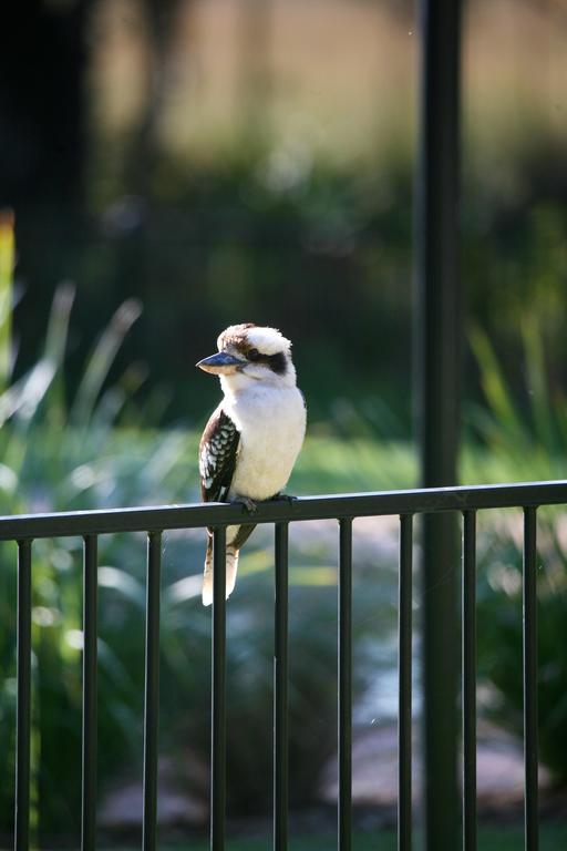 Port Stephens Koala Sanctuary Hotel One Mile ภายนอก รูปภาพ